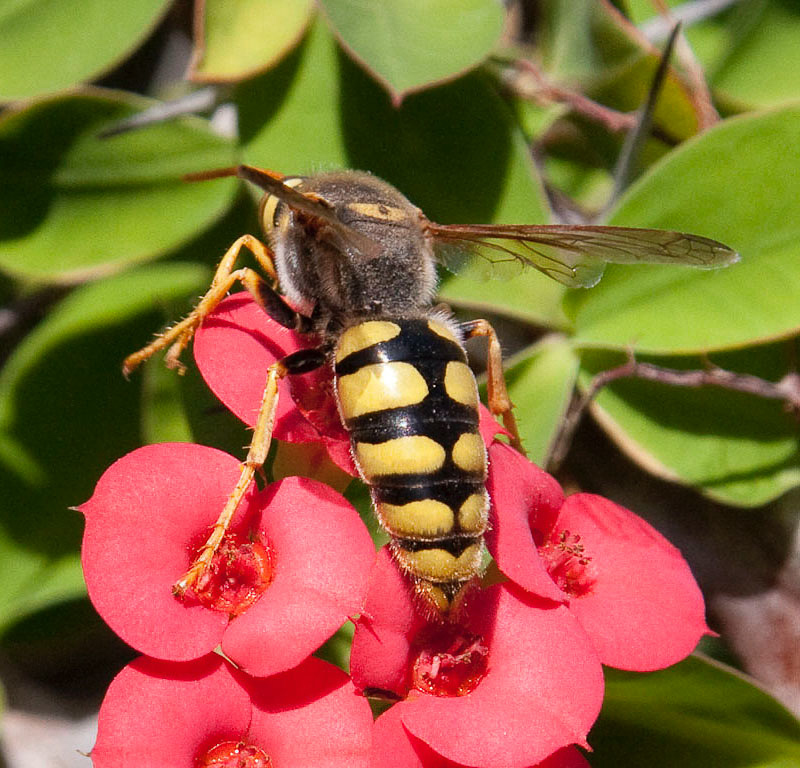 Aculeate Wasps : (Crabronidae) Stizus ruficornis