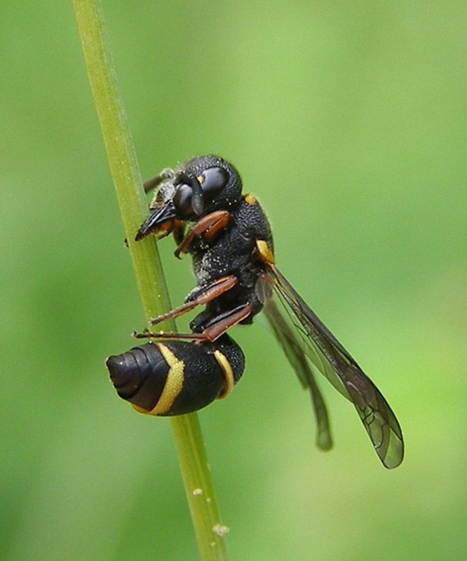 Aculeate Wasps : (Vespidae) Alastor atropos