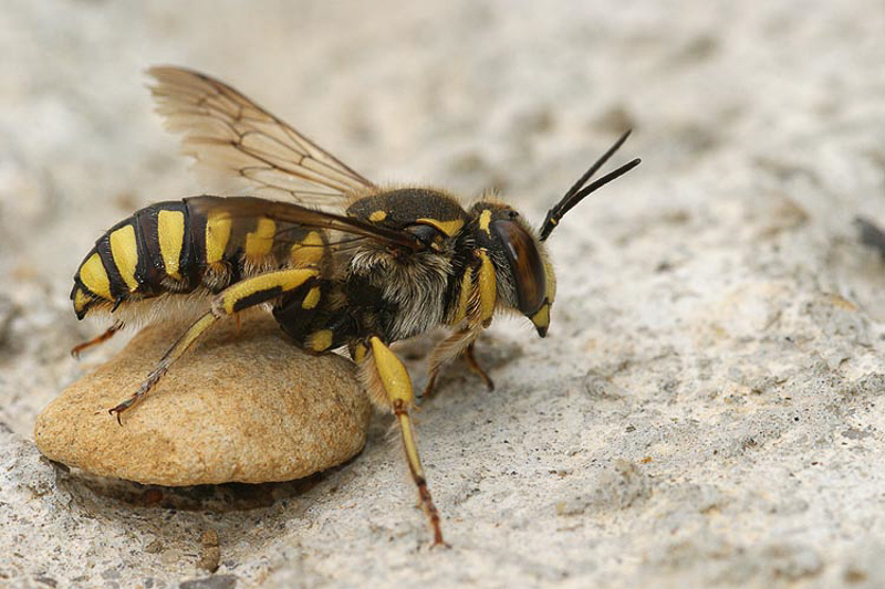Bees : (Megachilidae) Anthidium florentinum