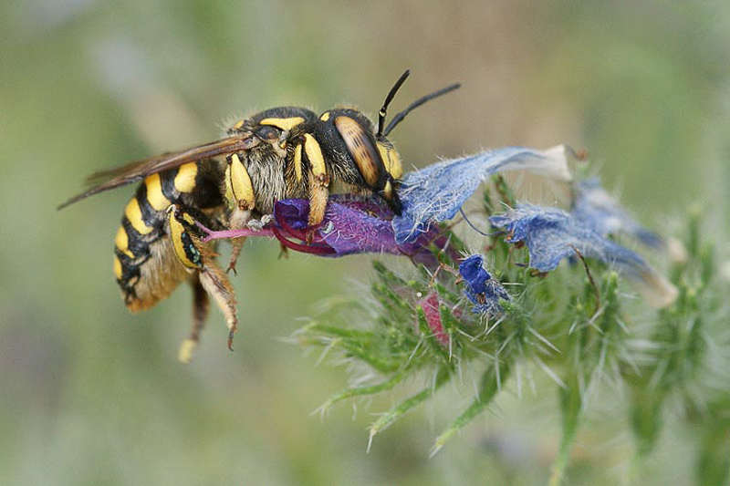 Bees : (Megachilidae) Anthidium florentinum