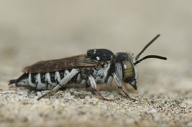 Bees : (Megachilidae) Coelioxys argentea