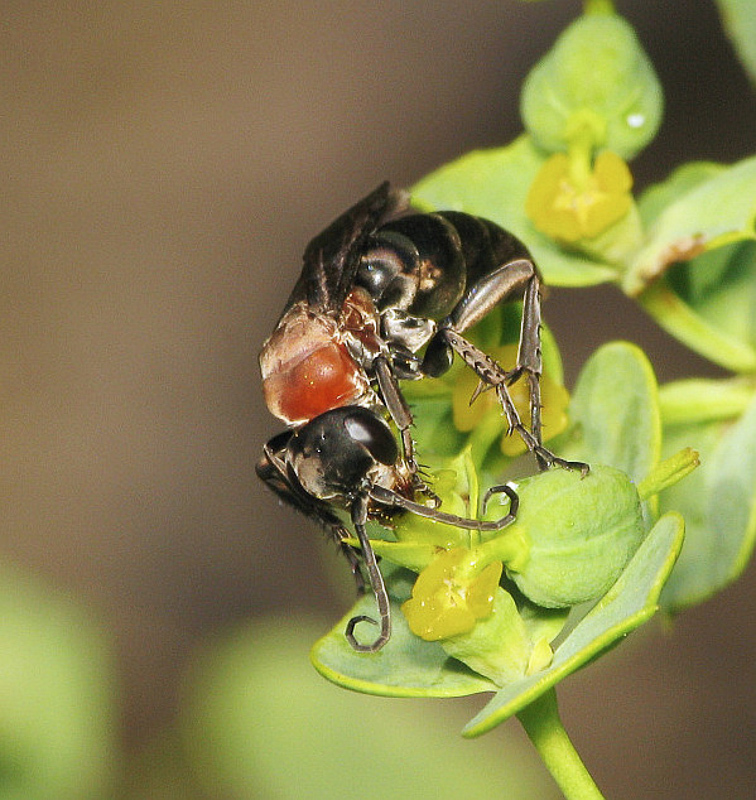 Aculeate Wasps : (Pompilidae) Arachnotheutes rufithorax