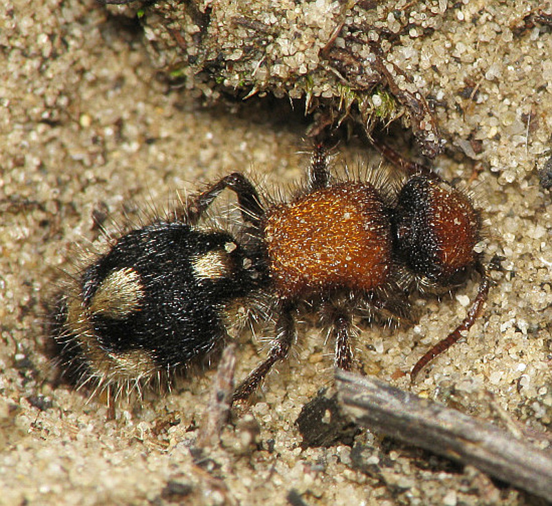 Aculeate Wasps : (Mutillidae) Ronisia brutia
