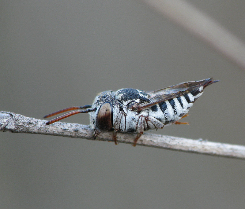 Bees : (Megachilidae) Coelioxys brevis