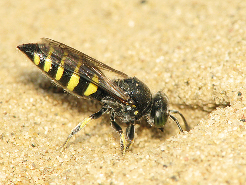 Aculeate Wasps : (Crabronidae) Bembecinus hungaricus