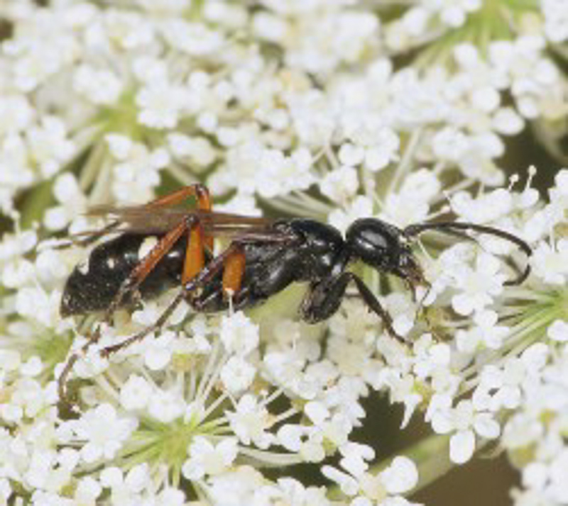 Aculeate Wasps : (Pompilidae) Cryptocheilus versicolor