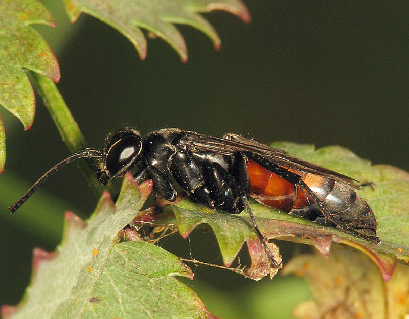 Aculeate Wasps : (Pompilidae) Anospilus orbitalis