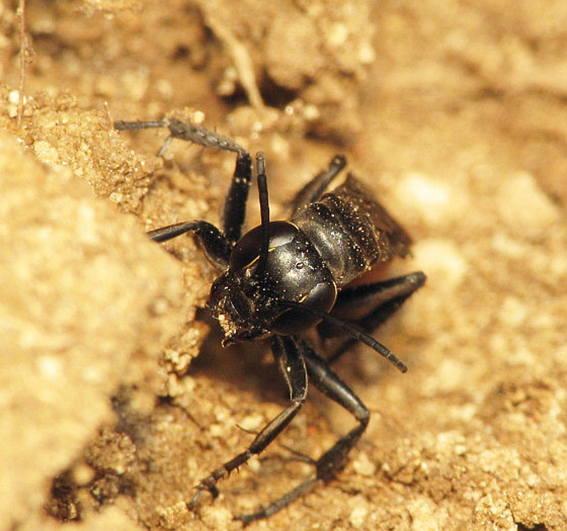 Aculeate Wasps : (Pompilidae) Anospilus orbitalis