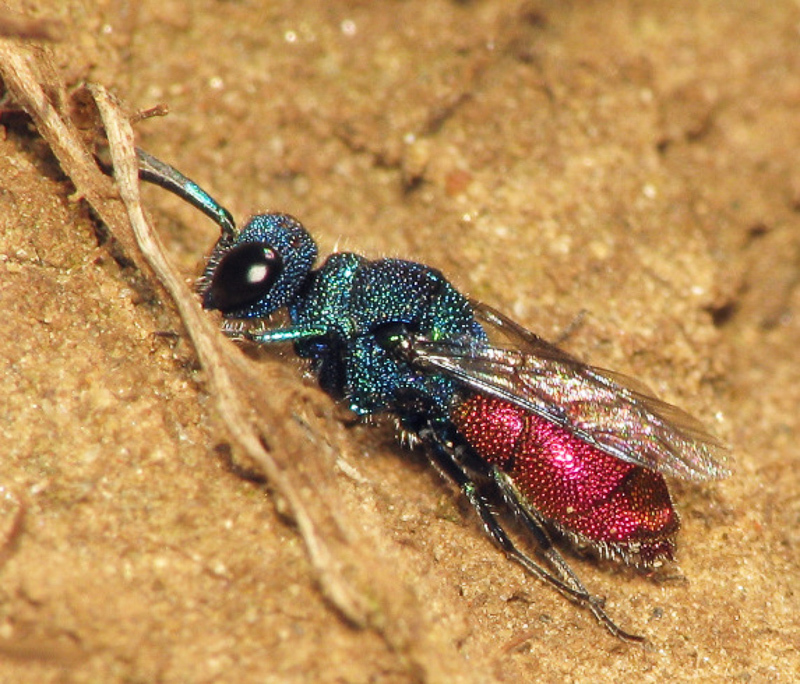 Aculeate Wasps : (Chrysididae) Chrysis inaequalis