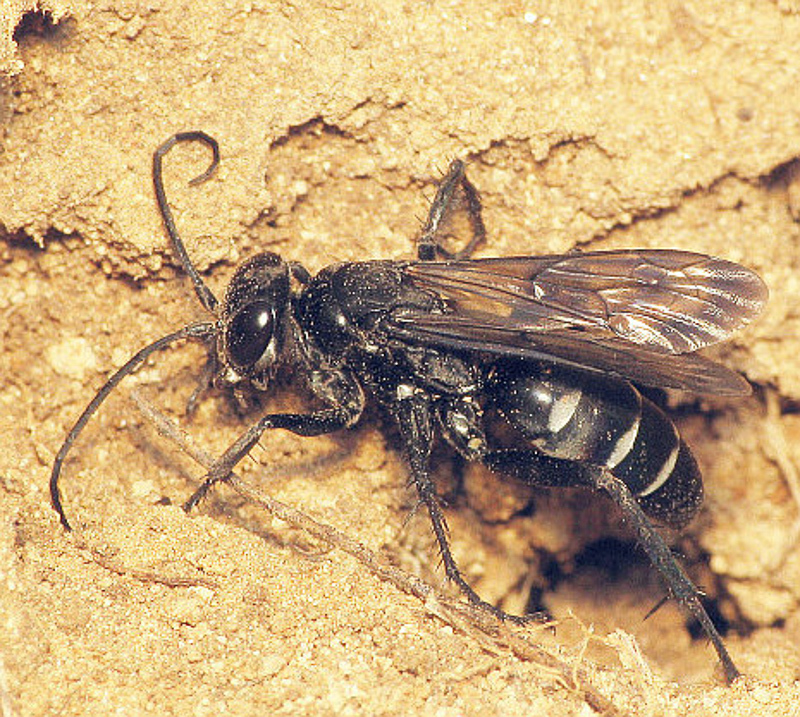 Aculeate Wasps : (Pompilidae) Dicyrtomellus tingitanus