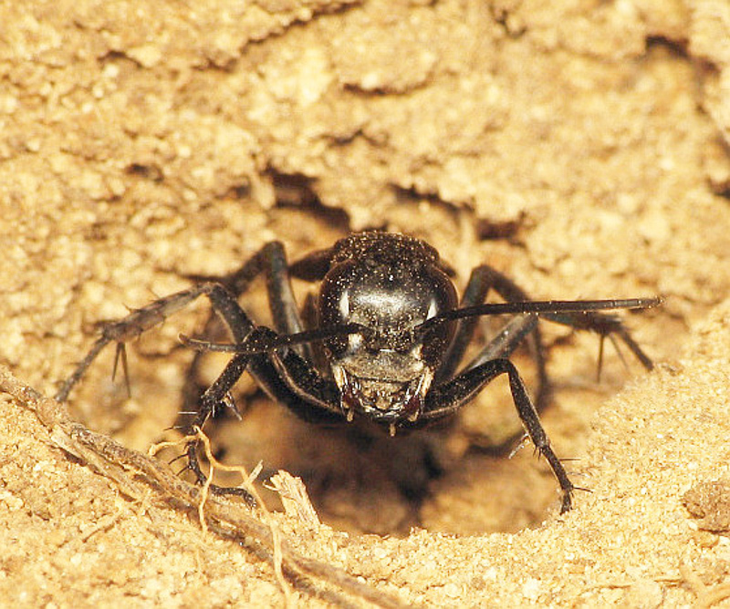 Aculeate Wasps : (Pompilidae) Dicyrtomellus tingitanus