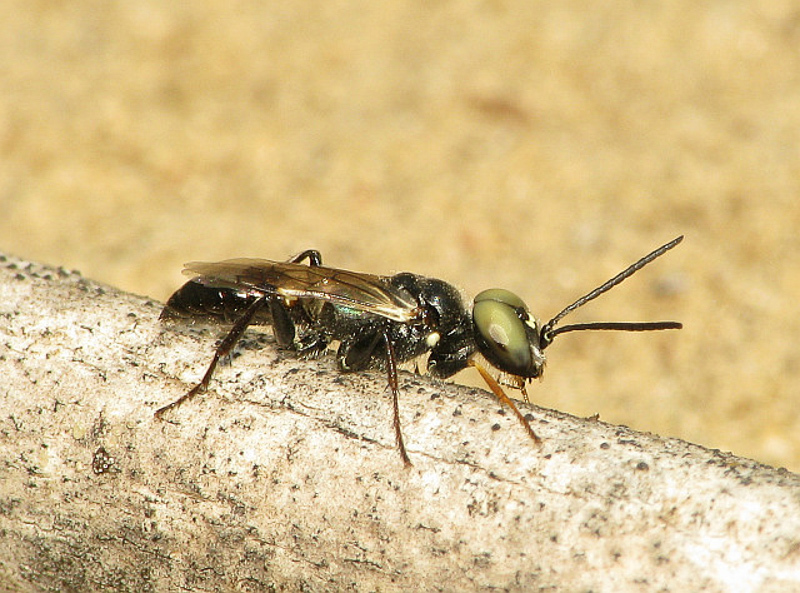 Aculeate Wasps : (Crabronidae) Dryudella lineata