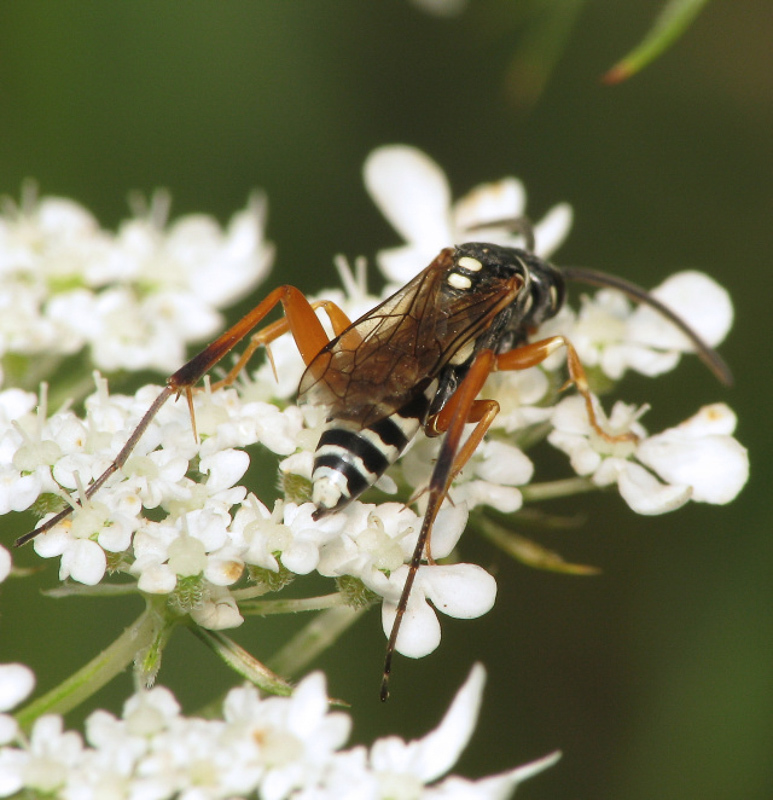 Aculeate Wasps : (Pompilidae) Ceropales albicincta