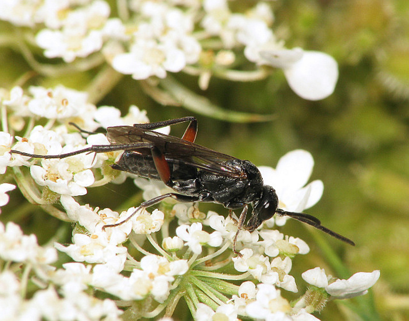 Aculeate Wasps : (Pompilidae) Ceropales pygmaea