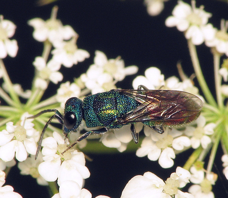 Aculeate Wasps : (Chrysididae) Chrysis subsinuata