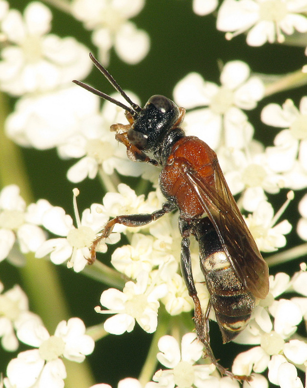 Aculeate Wasps : (Crabronidae) Harpactus laevis