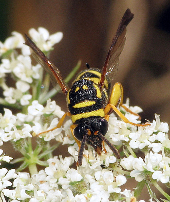 Chalcid wasps : (Leucospidae) Leucospis biguetina