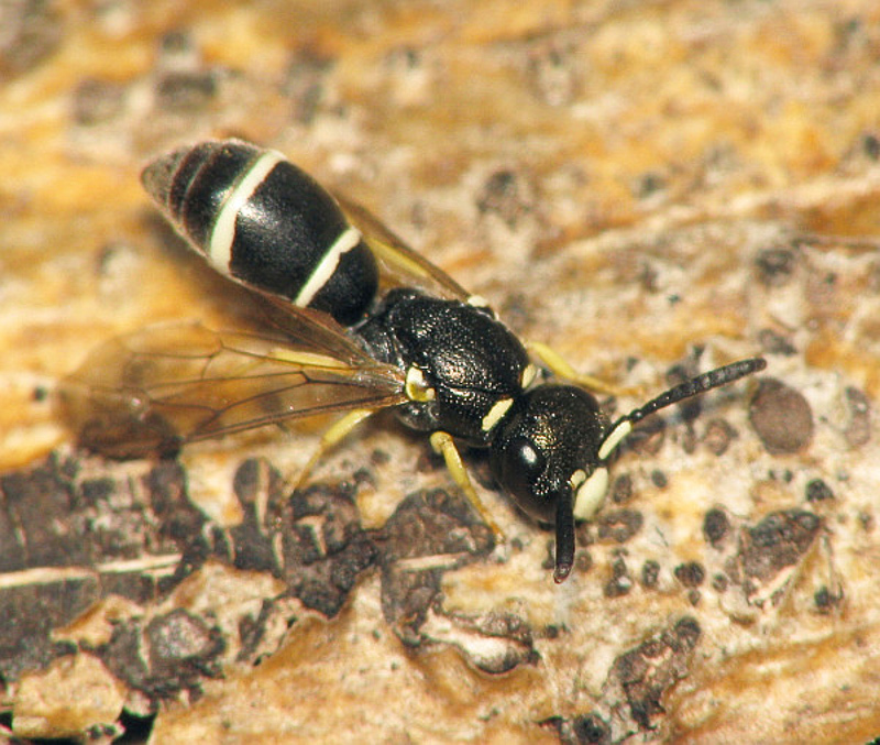 Aculeate Wasps : (Vespidae) Microdynerus nugdunenesis