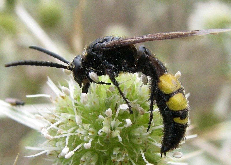 Aculeate Wasps : (Scoliidae) Scolia hirta