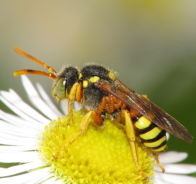 Bees : (Apidae) Nomada fucata