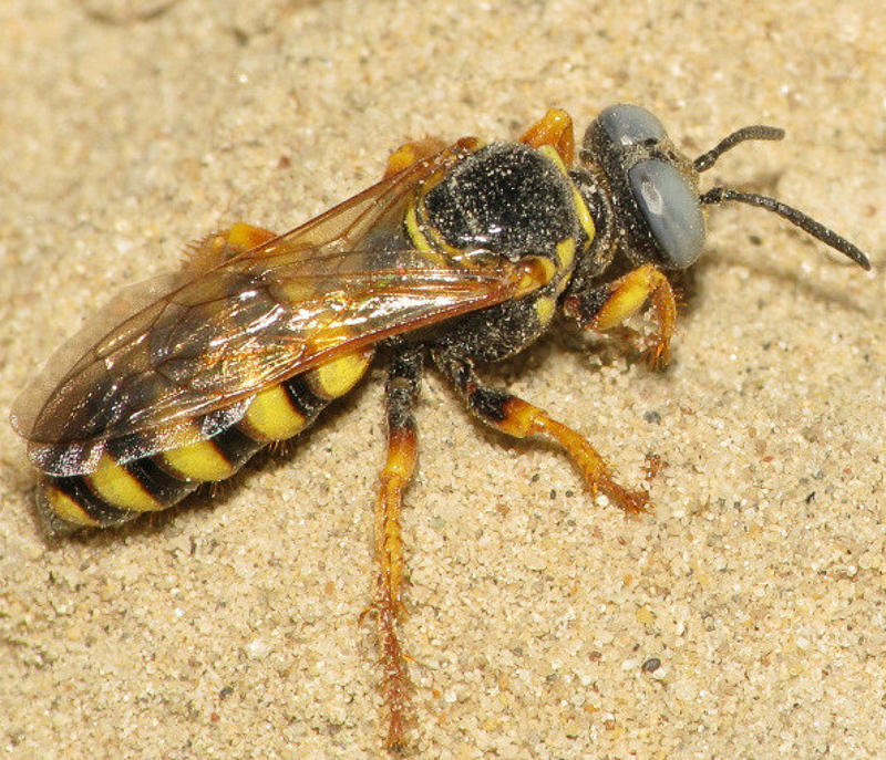Aculeate Wasps : (Crabronidae) Palarus variegatus