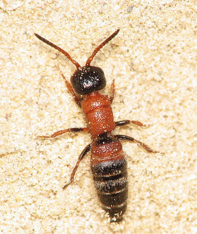 Aculeate Wasps : (Mutillidae) Paramyrmosa brunnipes