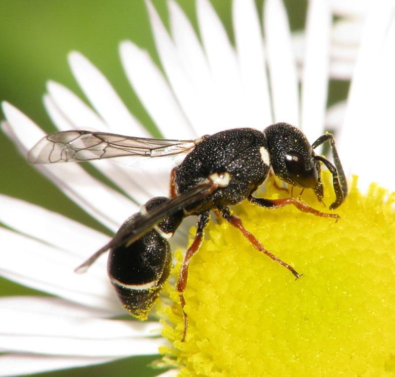 Aculeate Wasps : (Vespidae) Stenodynerus steckianus