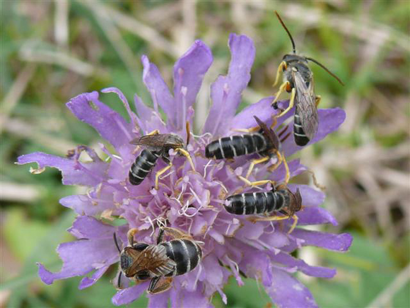 Bees : (Apidae) Halictus simplex