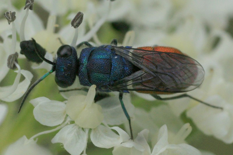 Aculeate Wasps : (Chrysididae) Chrysis inaequalis
