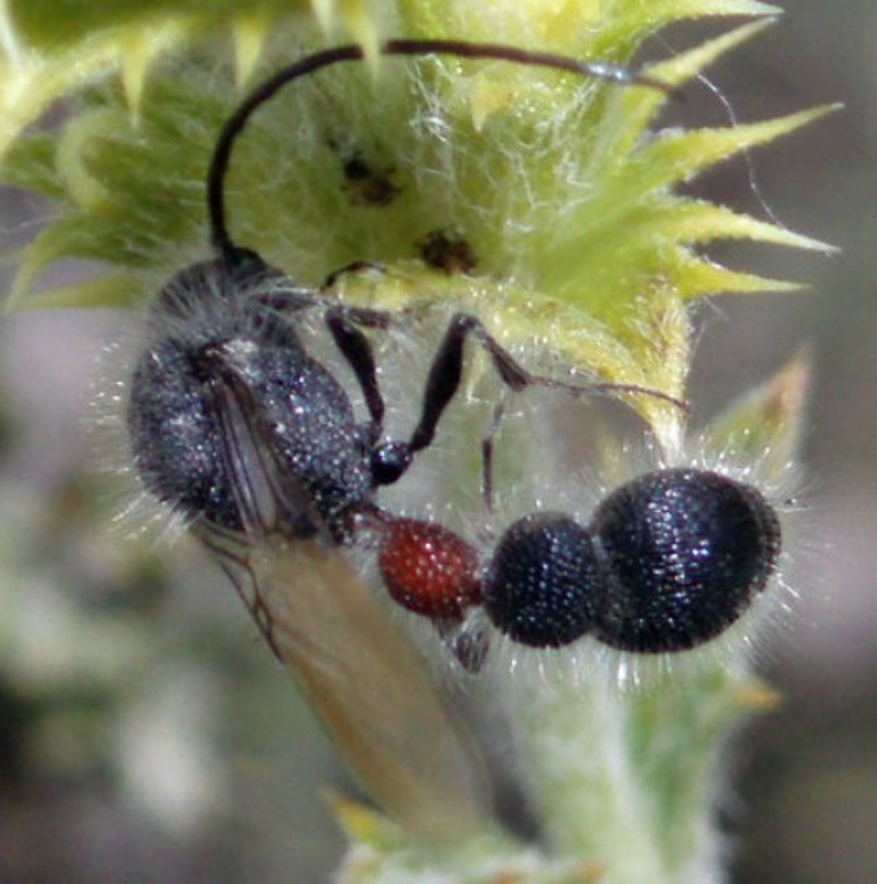 Aculeate Wasps : (Bradynobaenidae) Gynecaptera bimaculata