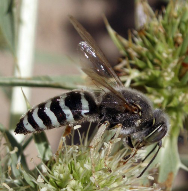 Aculeate Wasps : (Crabronidae) Bembix oculata