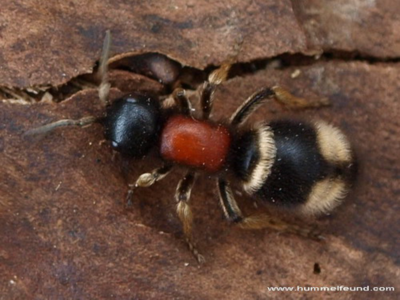 Aculeate Wasps : (Mutillidae) Mutilla marginata