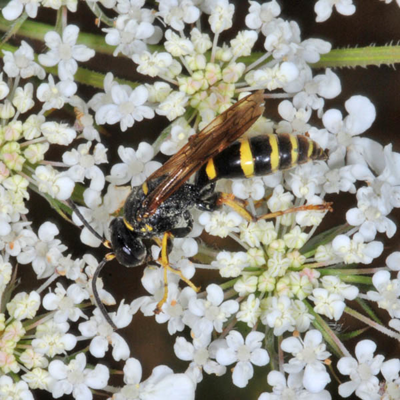 Aculeate Wasps : (Crabronidae) Gorytes sulcifrons