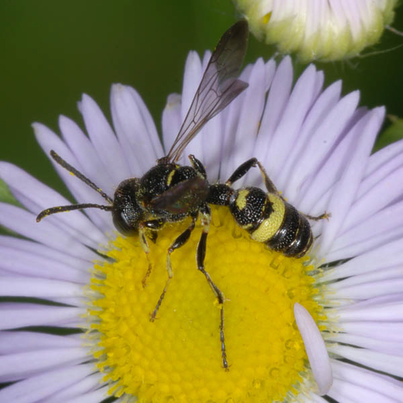 Aculeate Wasps : (Crabronidae) Cerceris hortivaga