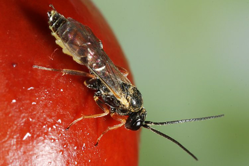 Ichneumonid and braconid wasps : (Ichneumonidae) Orthopelma mediator
