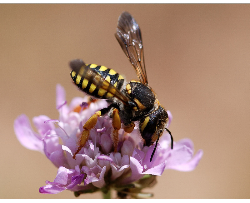 Bees : (Megachilidae) Trachusa interrupta