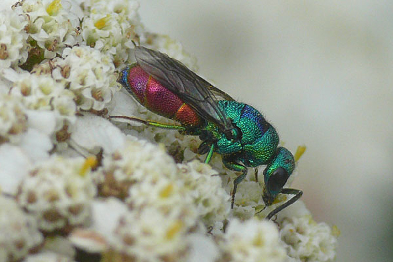 Aculeate Wasps : (Chrysididae) Chrysis marginata