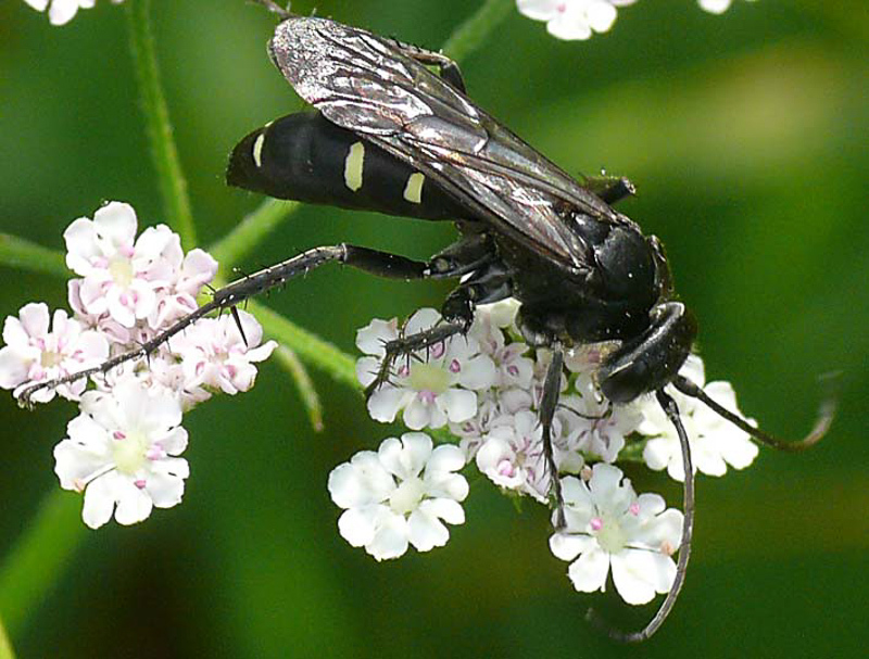 Aculeate Wasps : (Pompilidae) Episyron arrogans