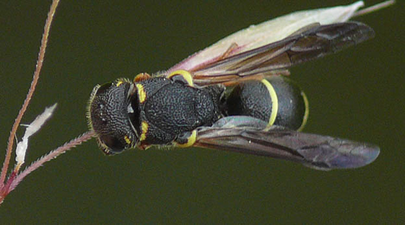 Aculeate Wasps : (Vespidae) Alastor mocsaryi