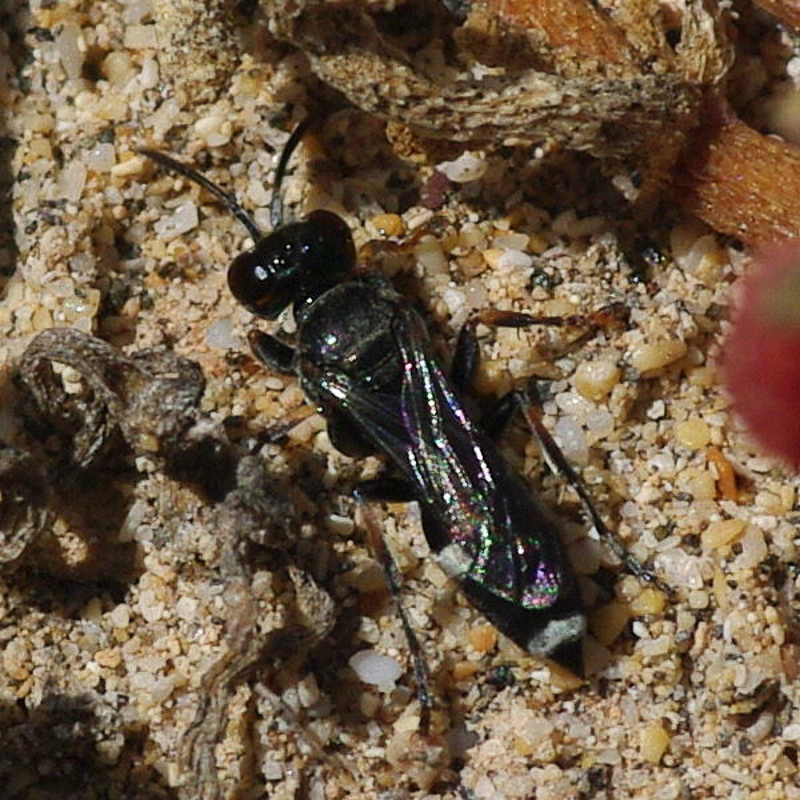 Aculeate Wasps : (Crabronidae) Harpactus guichardi