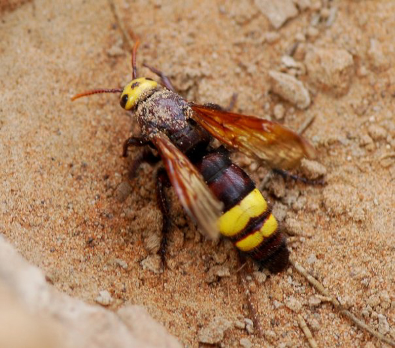 Aculeate Wasps : (Scoliidae) Scolia flaviceps