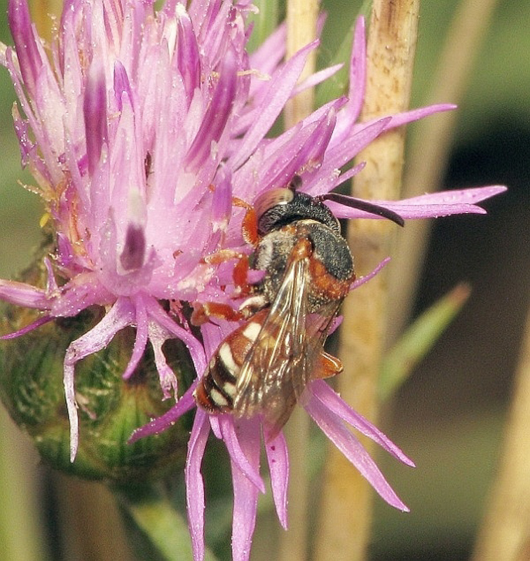 Bees : (Apidae) Epeolus marginatus