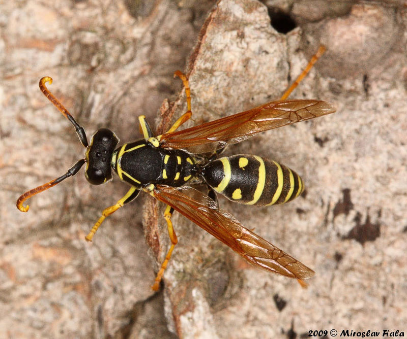 Aculeate Wasps : (Vespidae) Polistes albellus