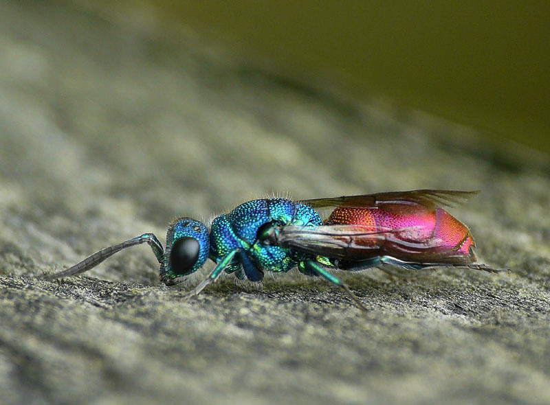 Aculeate Wasps : (Chrysididae) Chrysis pseudobrevitarsis