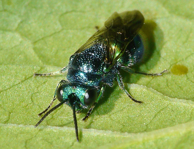 Aculeate Wasps : (Chrysididae) Pseudomalus violaceus
