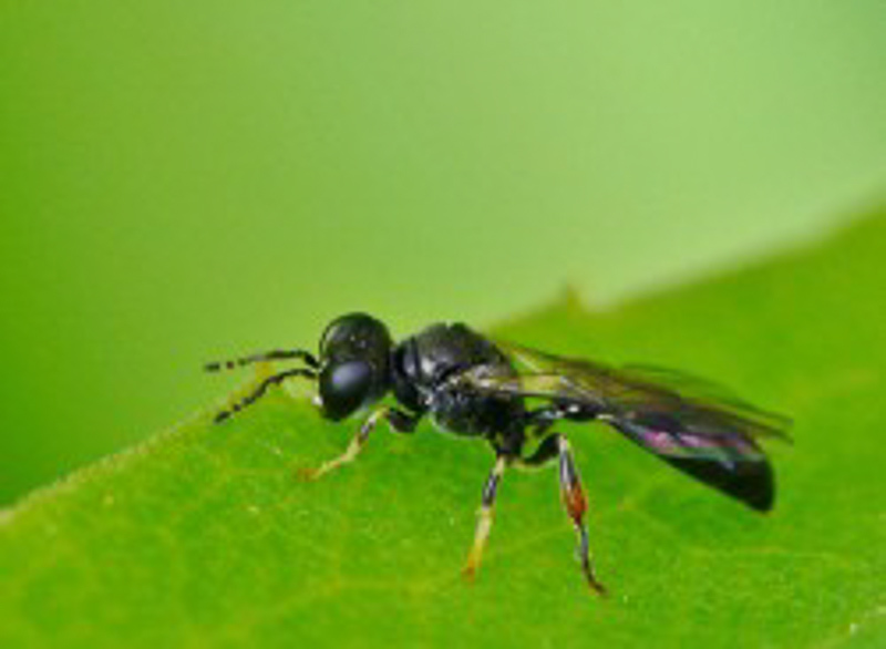 Aculeate Wasps : (Crabronidae) Rhopalum coarctatum