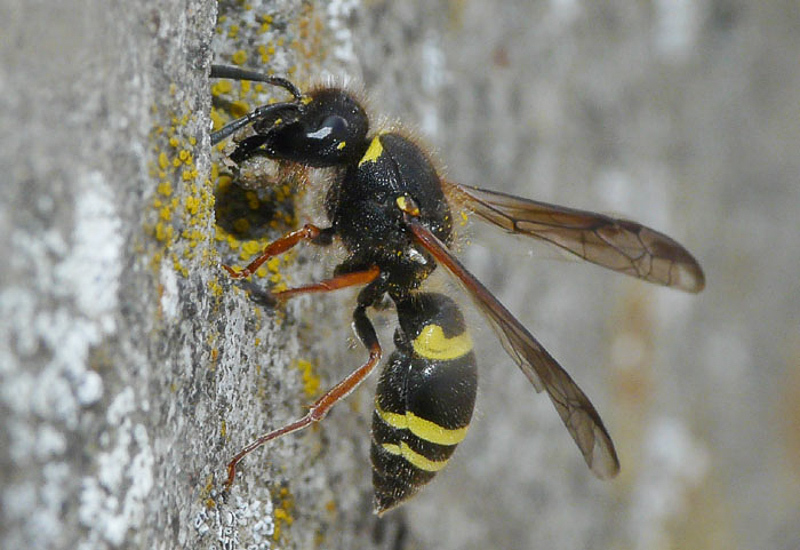 Aculeate Wasps : (Vespidae) Ancistrocerus scoticus