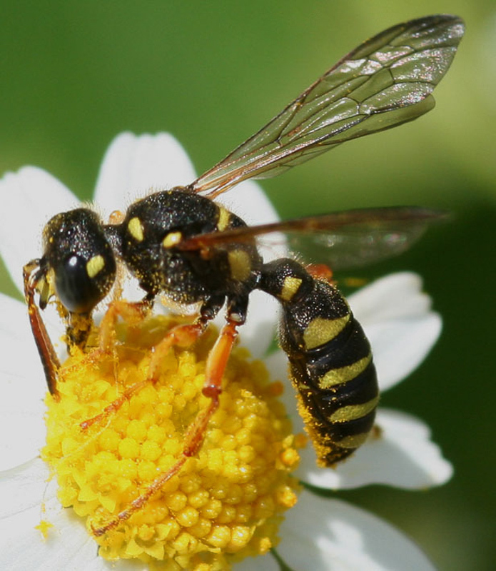 Aculeate Wasps : (Crabronidae) Cerceris flavilabris
