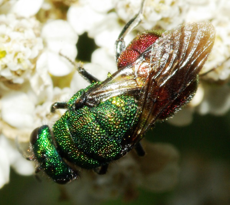 Aculeate Wasps : (Chrysididae) Hedychrum virens