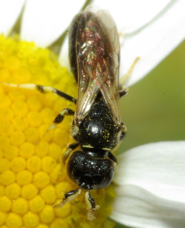 Bees : (Colletidae) Hylaeus cornutus